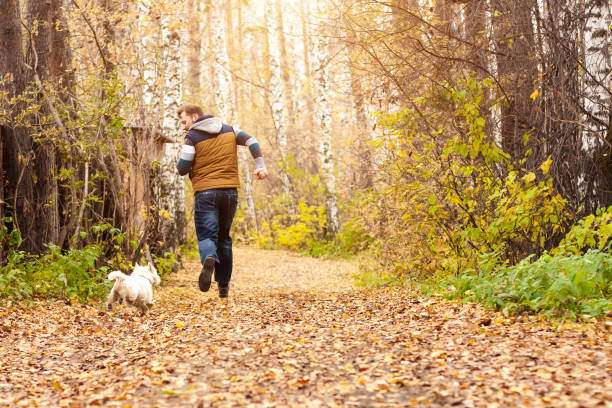 istock Man playing in autumn park with white highland terrier. 870485172