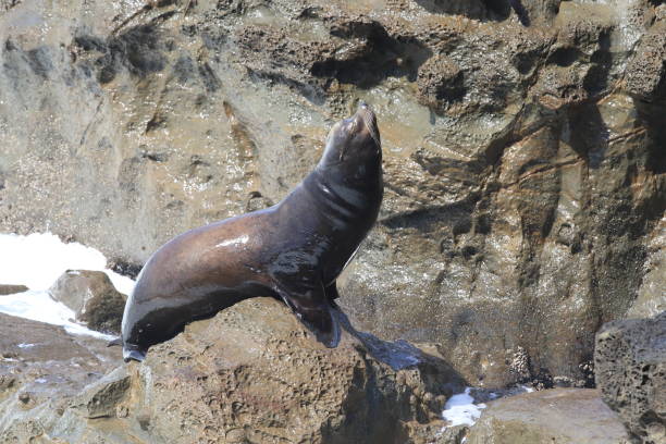 istock Sea lions resting on rocks, Cape Arago State Park, Coos Bay, Oregon 870486220