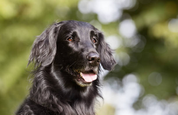 cão de flatcoated retriever - flatcoated - fotografias e filmes do acervo