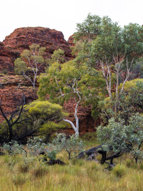 istock KINGS CANYON - WATARRKA NATIONAL PARK, AUSTRALIA 870488902