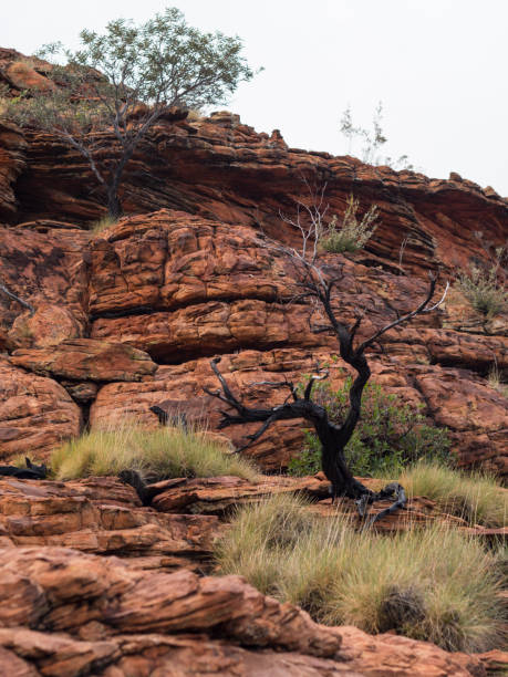 istock KINGS CANYON - WATARRKA NATIONAL PARK, AUSTRALIA 870488906