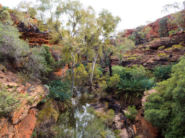 istock KINGS CANYON - WATARRKA NATIONAL PARK, AUSTRALIA 870489090
