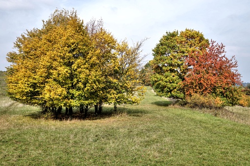 Autumn walk through nature full of colorful falling leaves