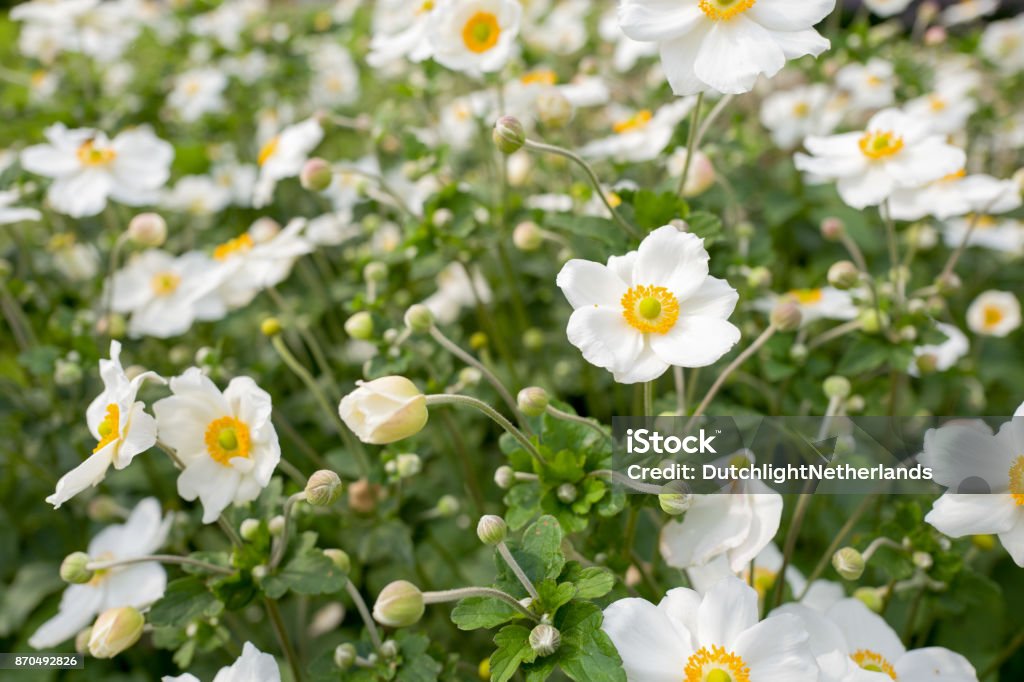 Anémone de fleurs. - Photo de Anémone libre de droits