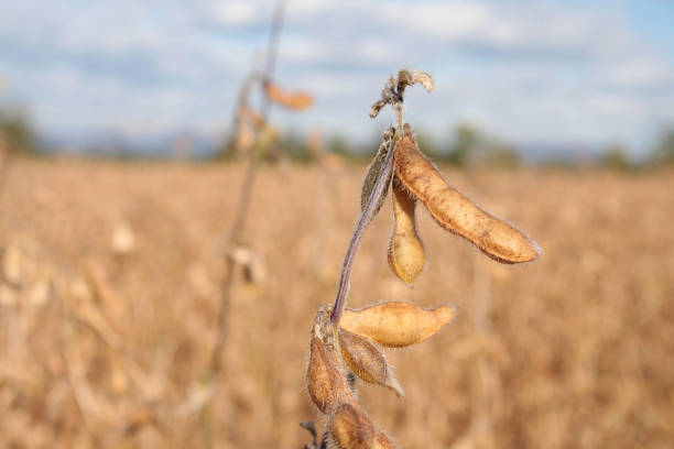 istock Soybean field in autumn 870495266