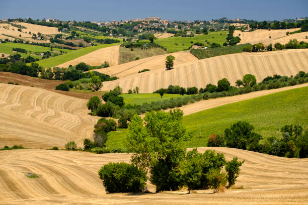 istock Summer landscape in Marches (Italy) near Ostra 870495318