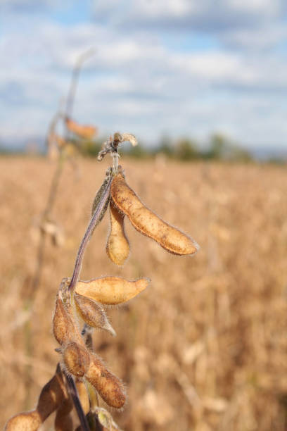 istock Soybean field in autumn 870495506