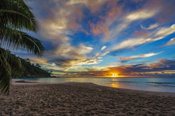 istock looking through palm leaf at sunset at anse georgette,praslin,seychelles 5 870495582