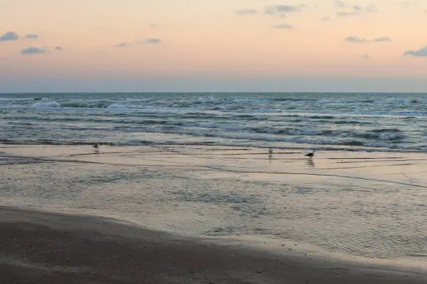 Seagulls at sunrise on the Texas gulf coast