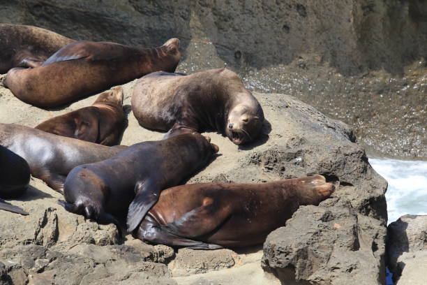 istock Sea lions resting on rocks, Cape Arago State Park, Coos Bay, Oregon 870495876