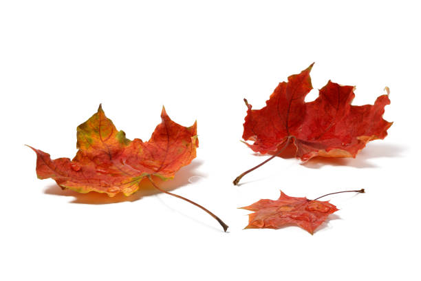 istock Autumn leaves with water drops 870497320
