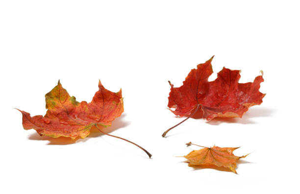 istock Autumn leaves with water drops isolated on white background 870498412
