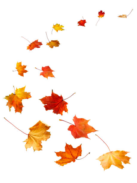 istock Maple autumn leaves falling to the ground, on white background. 870498676