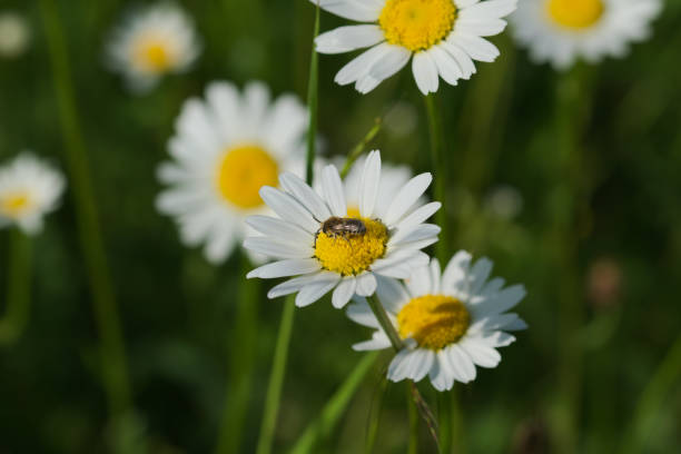 istock Bellis perennis 870498734