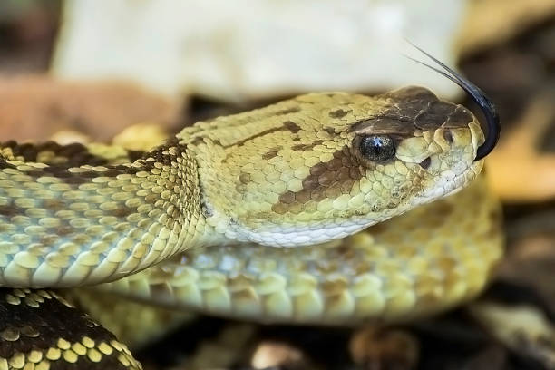 istock Close Up Profile of Black Tailed Rattlesnake 870500104