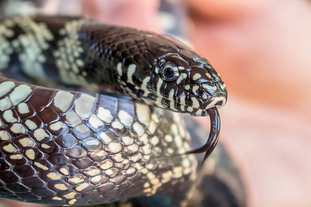 istock Desert King Snake Close Up with Tongue Out 870500128