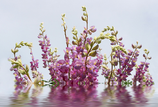 Spring flowers, wild lupine, with pond reflection in front