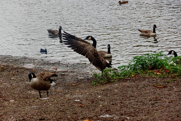 istock Goose Pointing with an Outstreched Wing 870500648