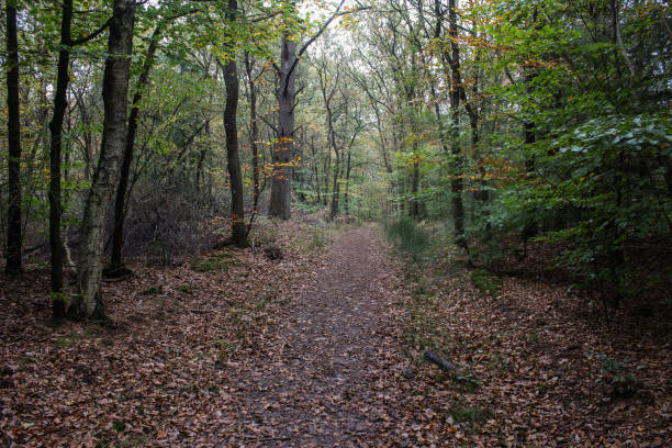 istock Veluwe forest in autumn 870501078