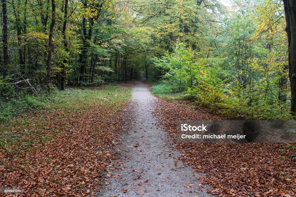 Veluwe forest in autumn overview of Veluwe forest in autumn Autumn Stock Photo
