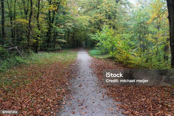 Veluwe Forest In Autumn Stock Photo - Download Image Now - Autumn, Autumn Leaf Color, Beauty