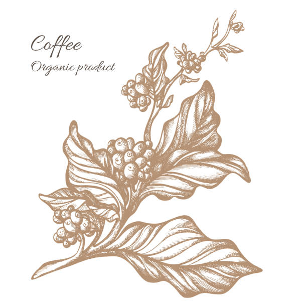 illustrations, cliparts, dessins animés et icônes de branche de caféier. vector - backgrounds bean drink caffeine
