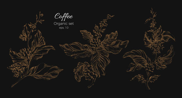 bildbanksillustrationer, clip art samt tecknat material och ikoner med uppsättning av kaffe trädgren. vektor - coffe branch with beans