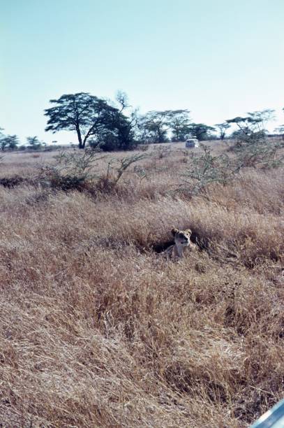 istock Young lioness in the Svanaen gras 870505530