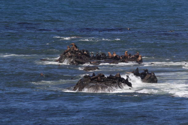 istock Sea lions resting on rocks, Cape Arago State Park, Coos Bay, Oregon 870506048