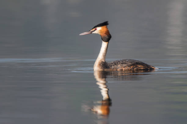 istock Beautiful nature scene with bird Great Crested Grebe (Podiceps cristatus). 870506230