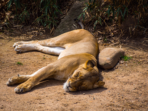 A lioness sleeping in the dirt at the National Zoo in Washington D.C.