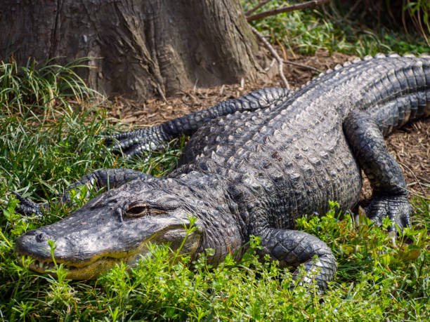 istock Alligator Laying in Grass 870506602