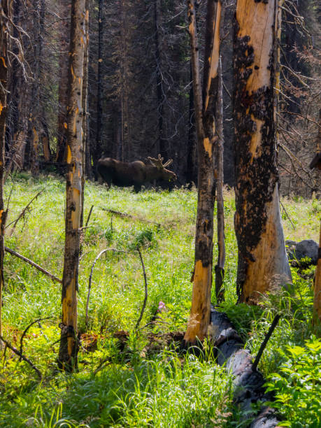 istock Moose Grazing in The Rockies 870506778