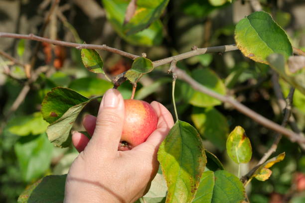 istock A woman picking apples in the orchard 870507068