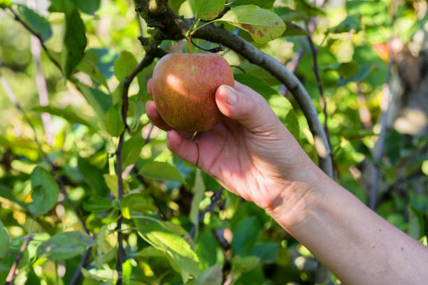 istock A woman picking apples in the orchard 870507116