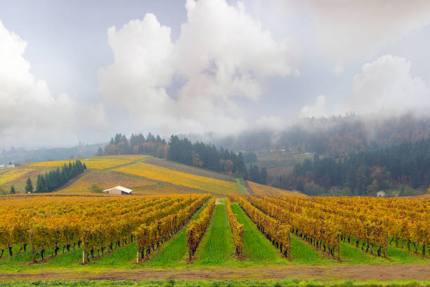 Dundee Oregon Winery Vineyard in fall season during one foggy morning stock photo