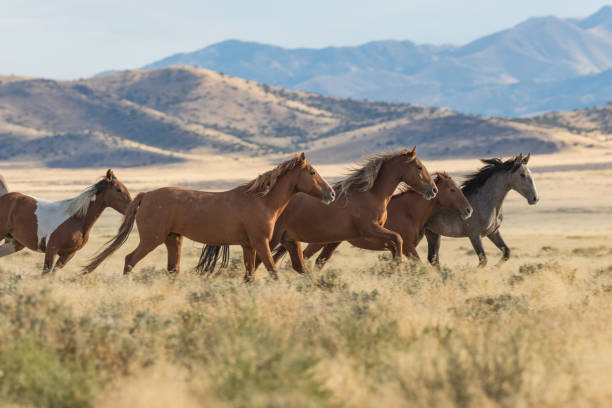 istock Herd of Wild Horses (mustangs) 870510362