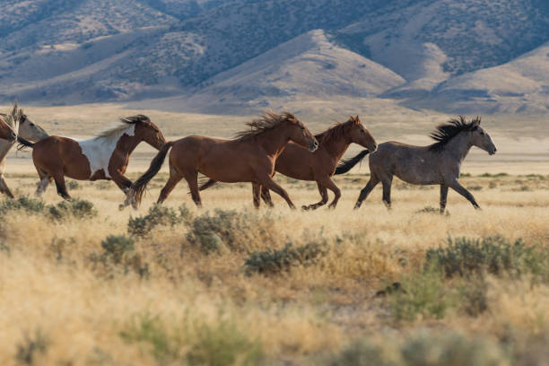 istock Herd of Wild Horses (mustangs) 870510664