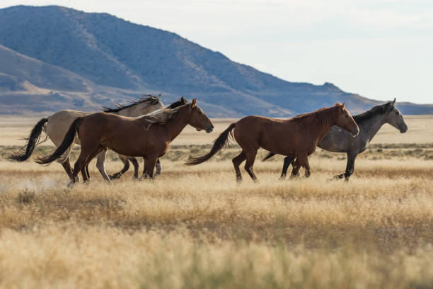 istock Herd of Wild Horses (mustangs) 870511256