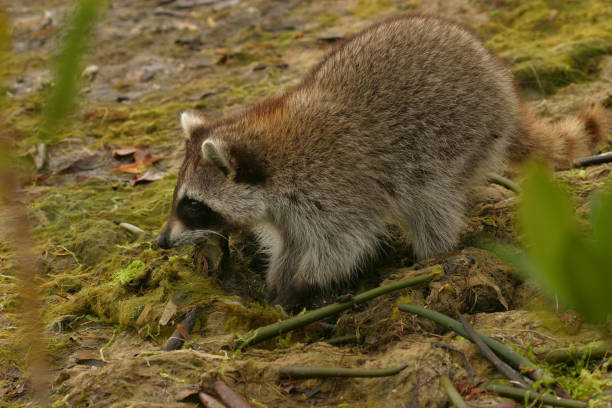 Florida Raccoon stock photo