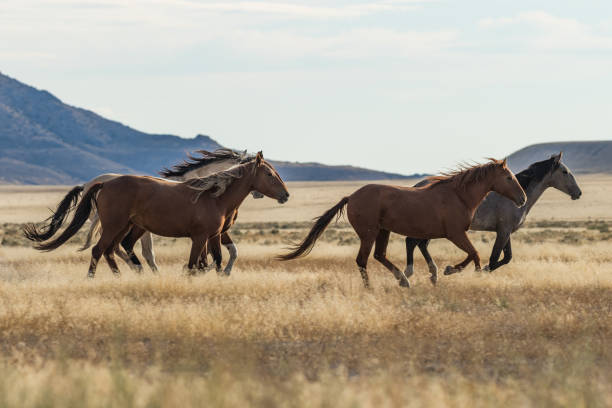 istock Herd of Wild Horses (mustangs) 870513508