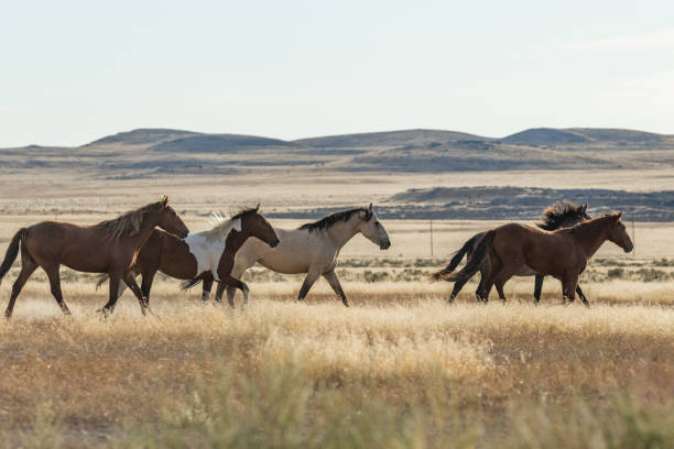 istock Herd of Wild Horses (mustangs) 870513676