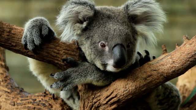 Free Koala Stock Video Footage 213 Free Downloads