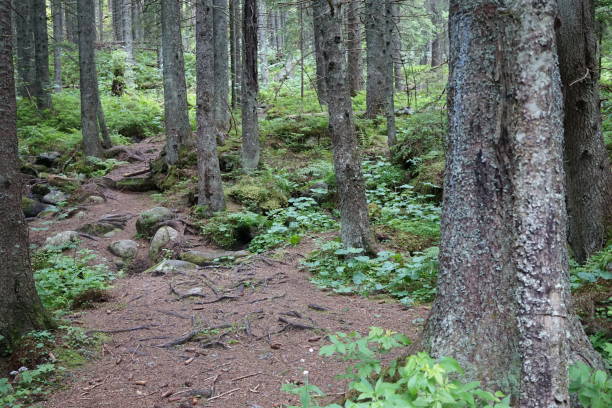 istock Tatras Slovakia 870513788