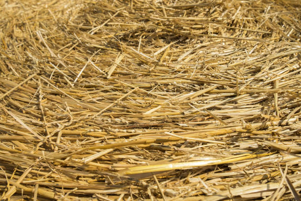 istock Wheat Straw. Abstract Textured Background. Agriculture Concept. 870514060