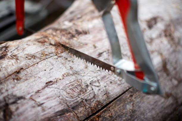 istock Using a hacksaw to cut dry wood for fuel 870514276