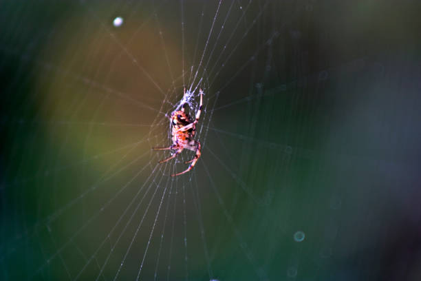Web Spider stock photo