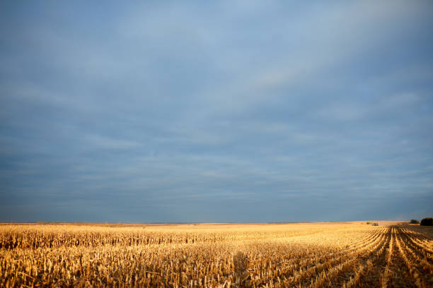 istock Golden light on a corn field during harvesting 870514928
