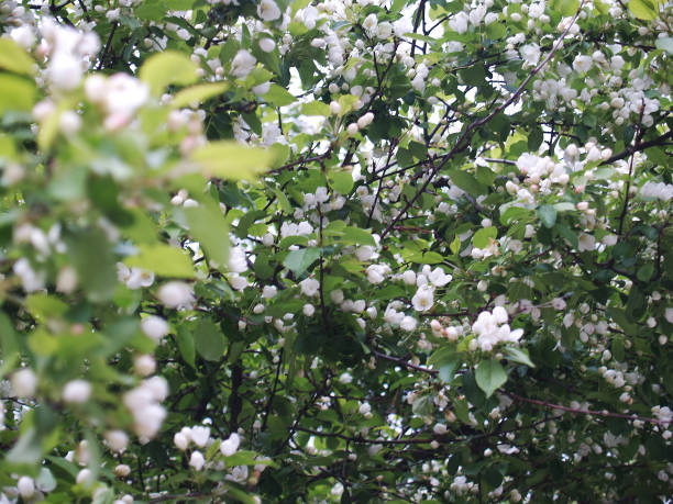 Rich blooming of pale pink stock photo