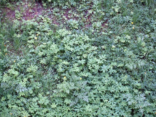 Background of green bright grass stock photo